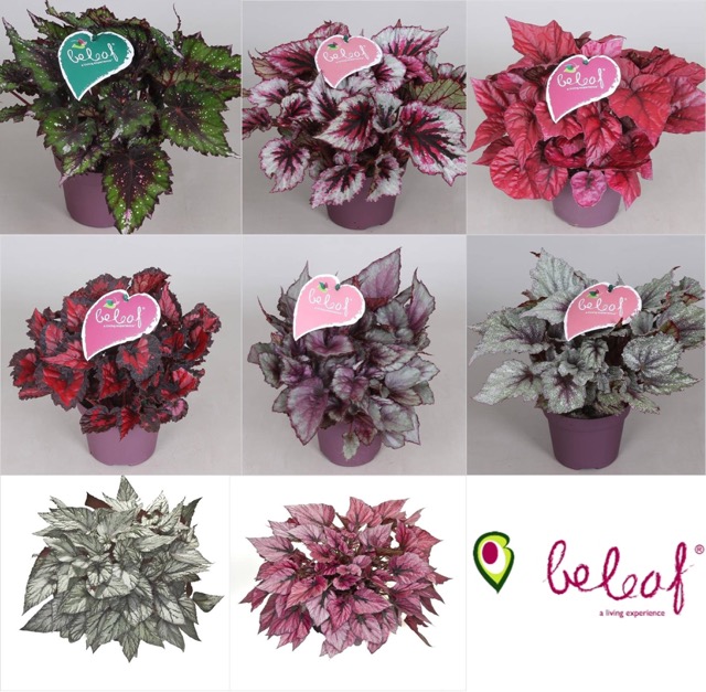 B. ‘Beleaf series 1’
